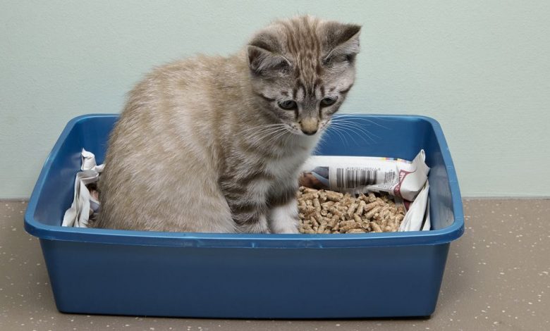 10 Ways to get rid of Cat Litter Dust