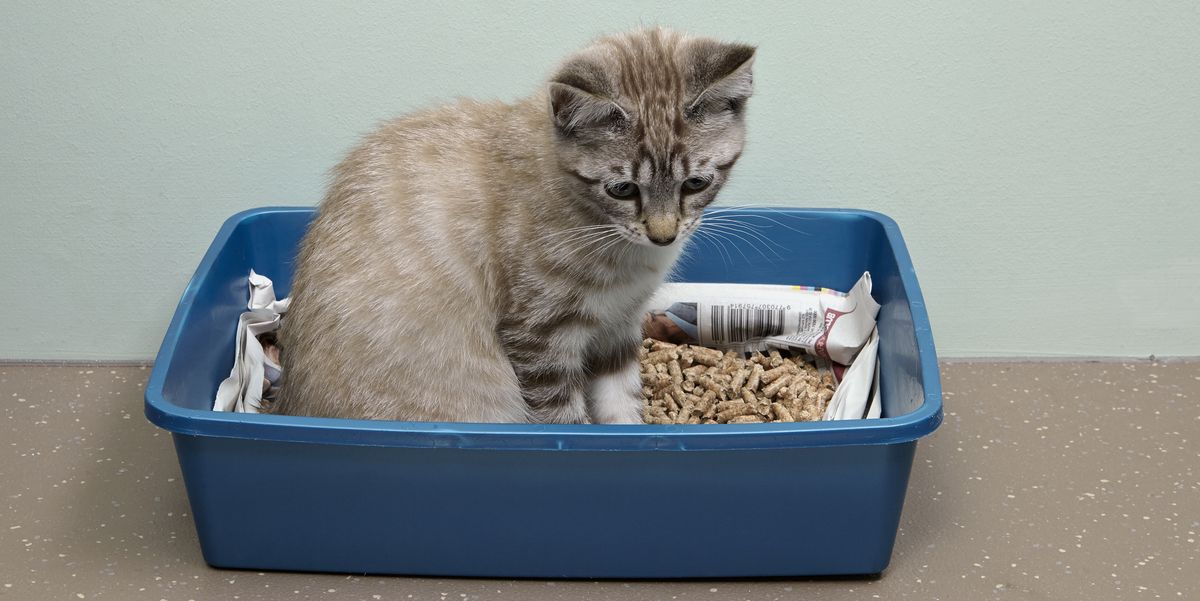 10 Ways to get rid of Cat Litter Dust
