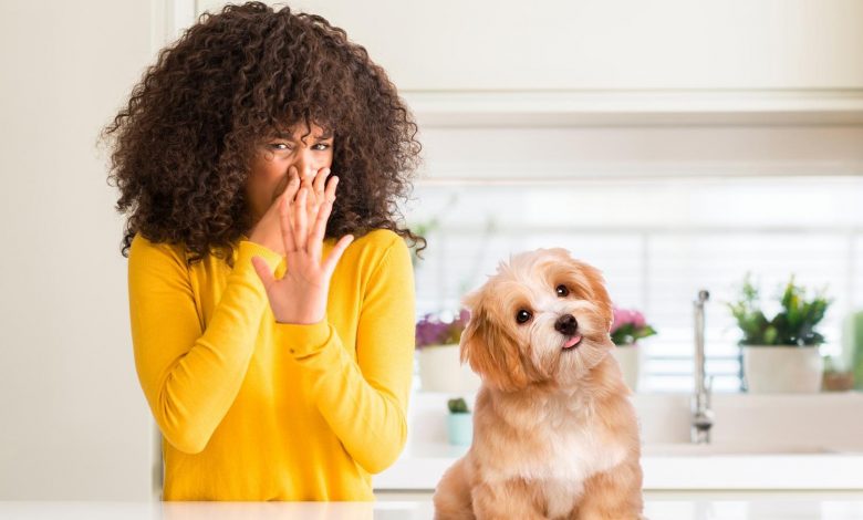 10 Ways to get Rid of Dog Smell in the House