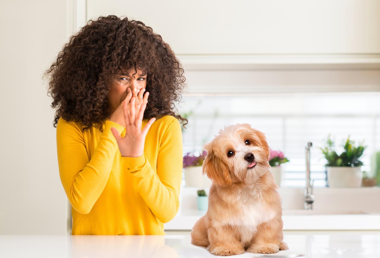 10 Ways to get Rid of Dog Smell in the House